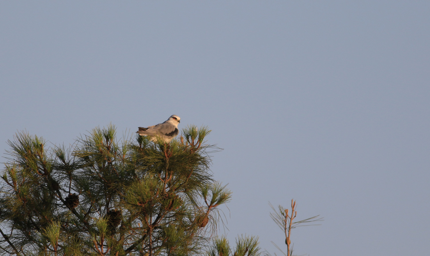 Black-winged Kite